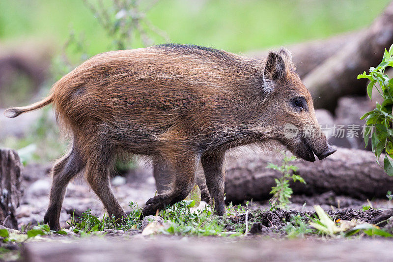 野猪(Sus scrofa)